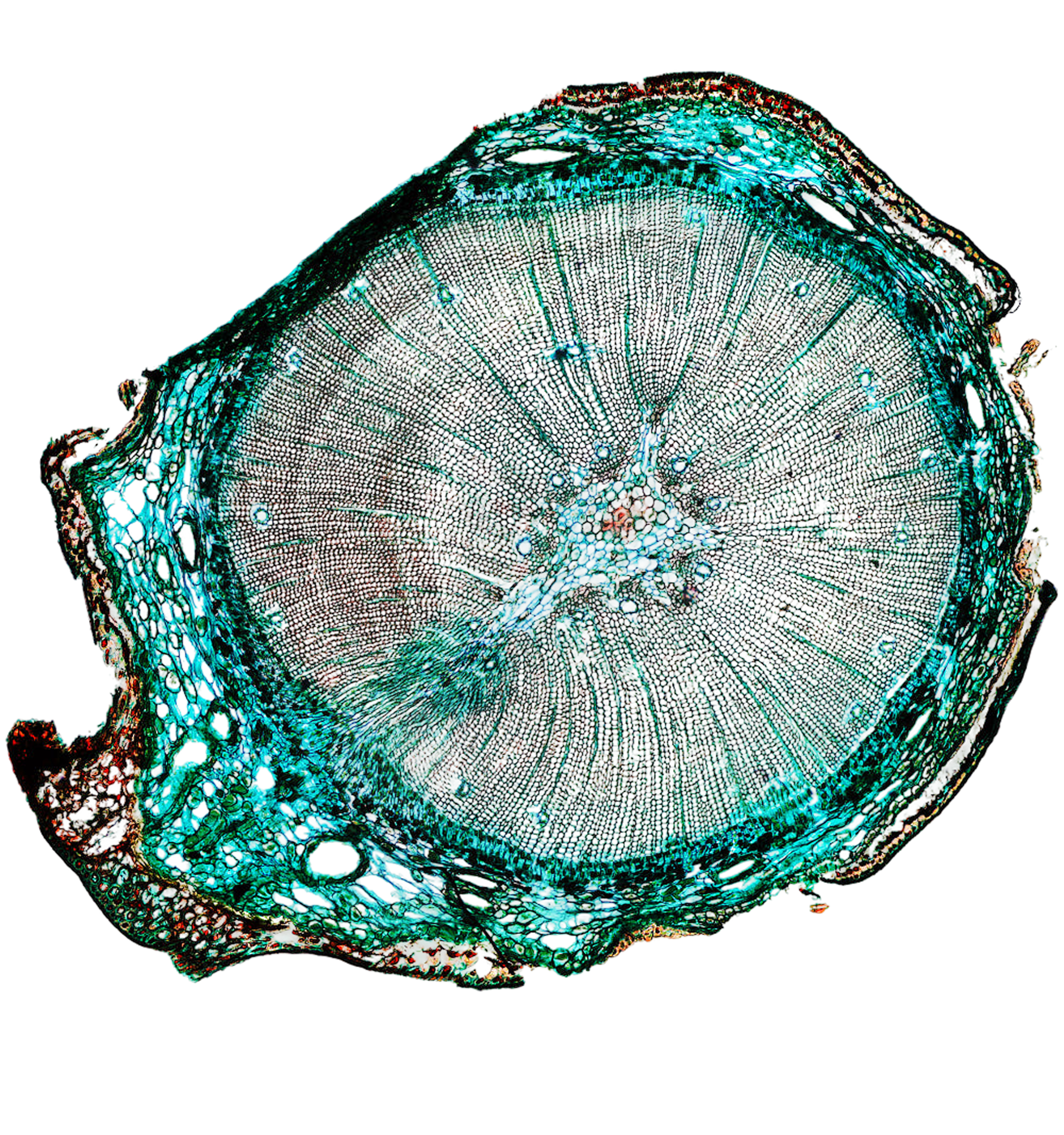 Light micrograph of a cross-section of a young pine twig, with its figure caption